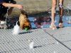 Композитный решетчатый настил