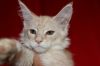 Версаль Котик Мейн Кун красный мрамор