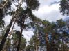 Участок в экологически чистом районе