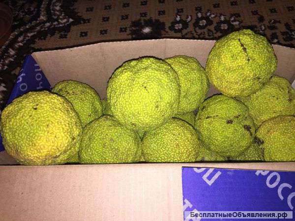 Маклюра плоды, настойка