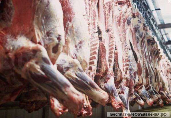 Мясо говядины оптом