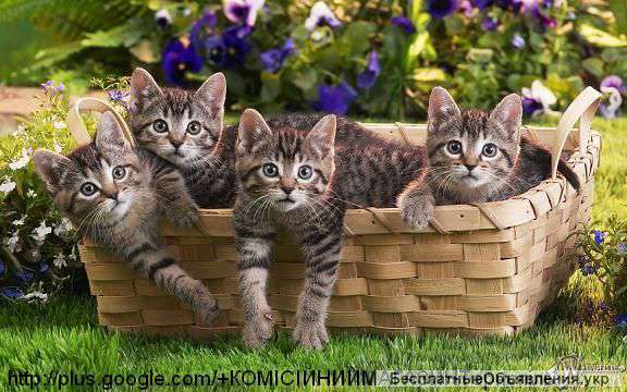 Куплю меблі побутову техніку