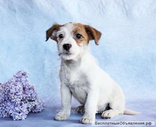 Племенная девочка Джек. Родители импорт