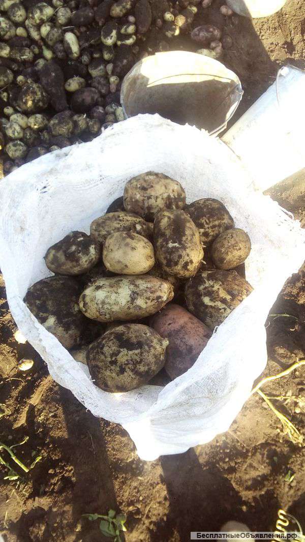 Картофель