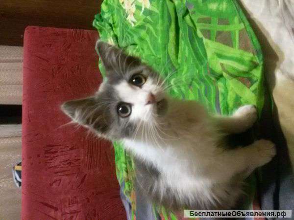 Отдам котенка