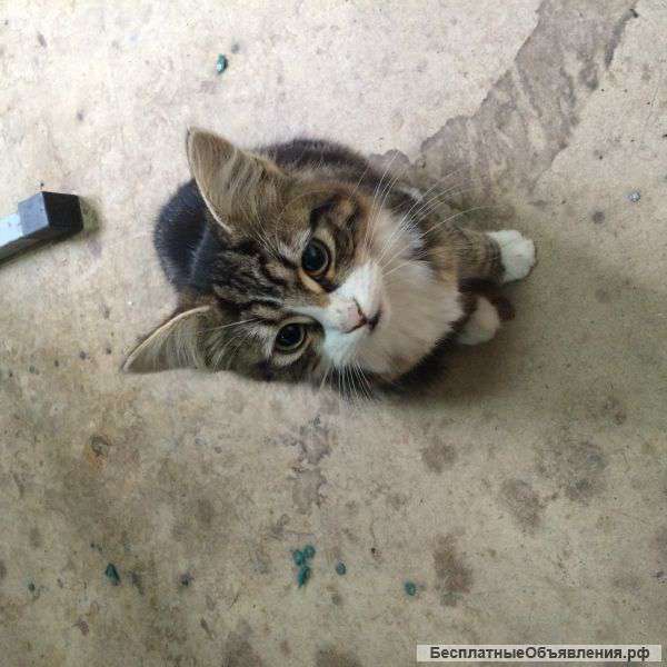 Отдам даром котёнка
