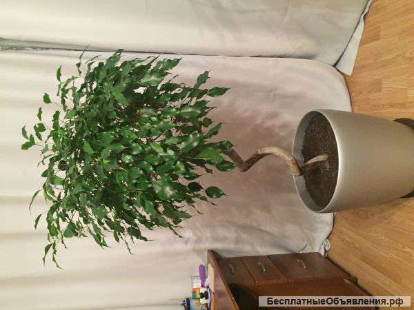 Фикус Бенджамина