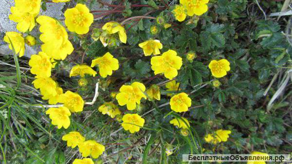 Земельный участок