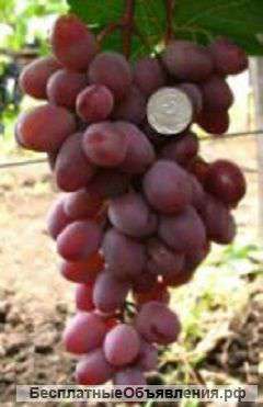 Саженцы элитных сортов винограда Виктория