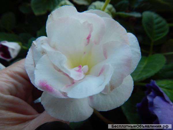 Семена глоксиний и тидей