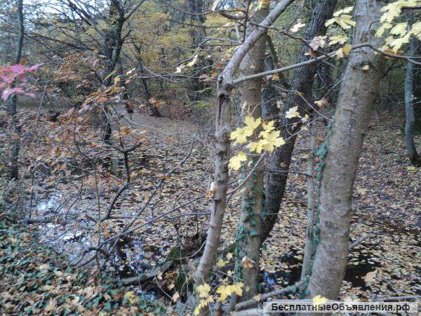 Дача в лесу