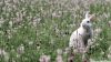 Помощница по хозяйству, няня