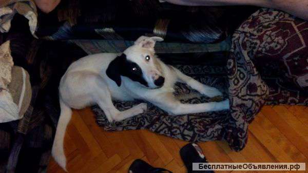Отдам в добрые руки подрощенного щенка