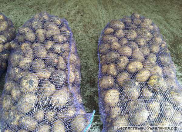 Картофель мелкий опт от 100 кг с Доставкой в Перми