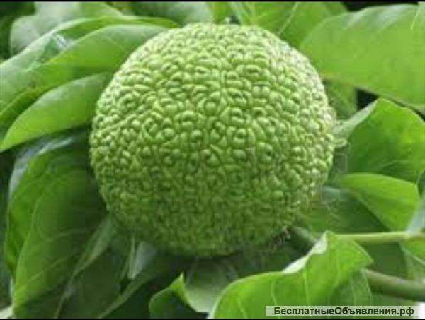 Плоды маклюры (адамова дерева)