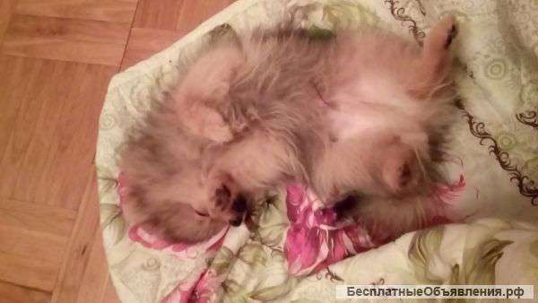 Отдам щенка цвергшпица в добрые руки