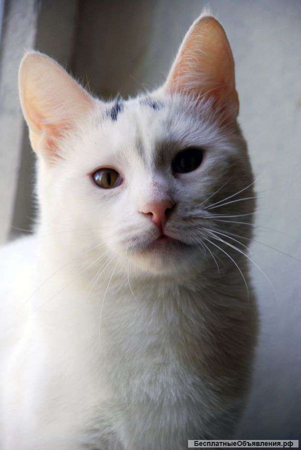 Белого котенка в дар