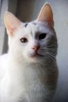 Белого котенка в дар