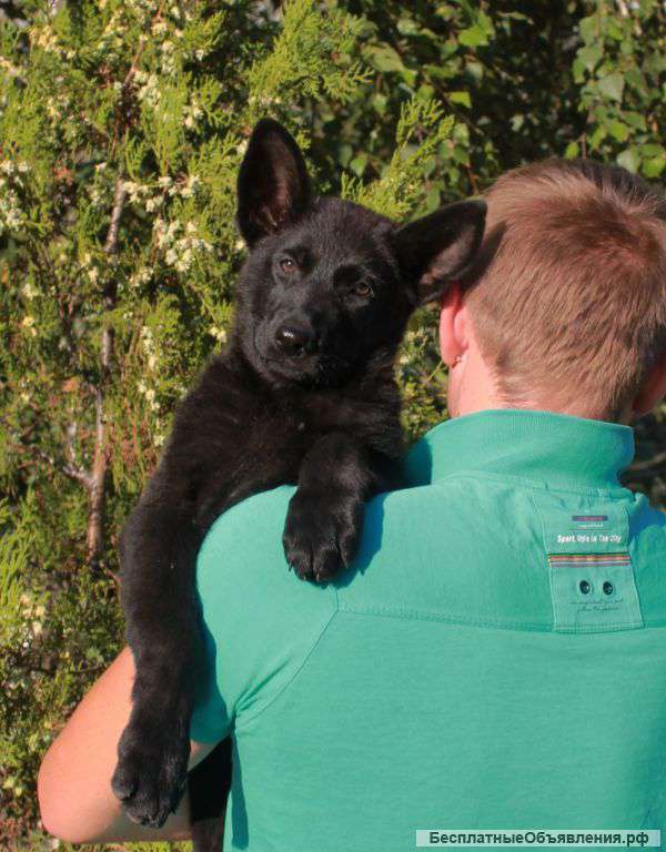 Щенки черная немецкая овчарка