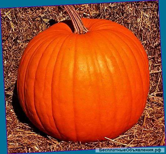 Тыквы оптом