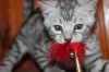 Бенгалский котёнок серебристого окраса