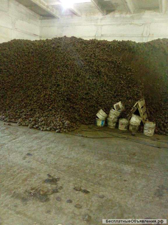 Картофель 2016 года от фермера