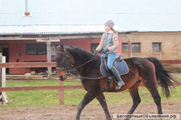 Уроки веоховой езды и аренда лошади