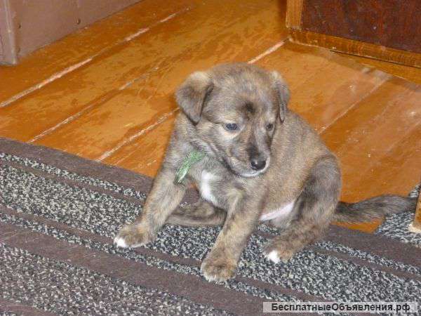 Отдам щенка