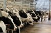 На Датскую ферму нужен работник для дойки коров