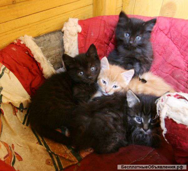 Котенок в добрые руки