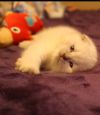Шотландские колорные котята