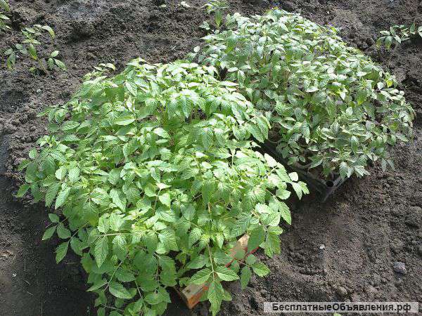 Рассада Помидор