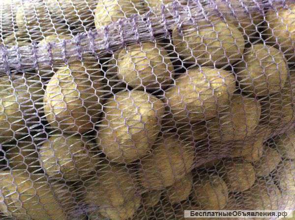 Картофель, капуста, свекла, лук, морковь, овощи оптом