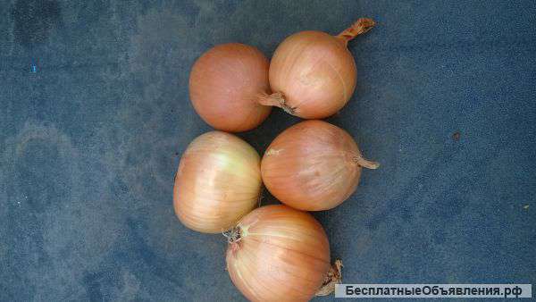 Репчатый лук