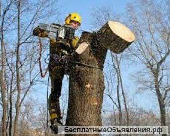 Обрезка, спил, опиловка и кронирование деревьев