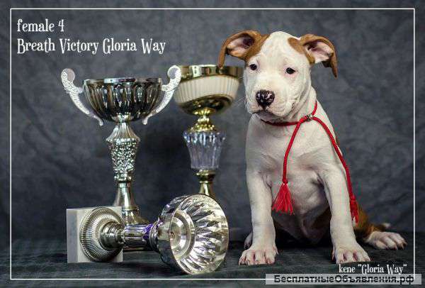 Умные и энергичные щеночки ам. стаф. терьера