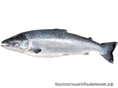 Свежемороженая рыба оптом