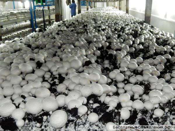 Шампиньоны дома в холода и морозы