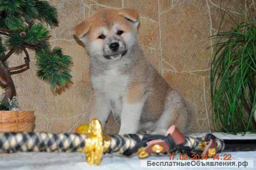 Щенки Японской акиты.