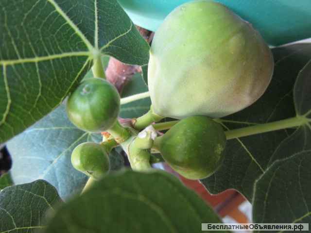 Инжир сорт Браун туркей