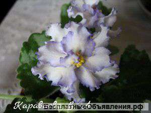 Фиалки сортовые