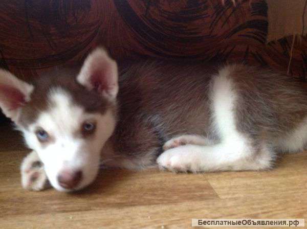 Сибирский хаски