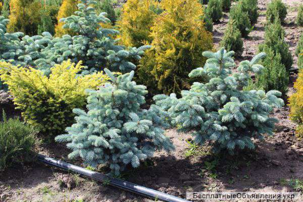 Декоративные растения