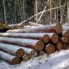 Бревна лиственницы и кедра со склада в Москве