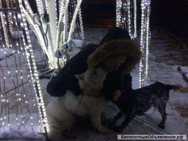 Выгул собак