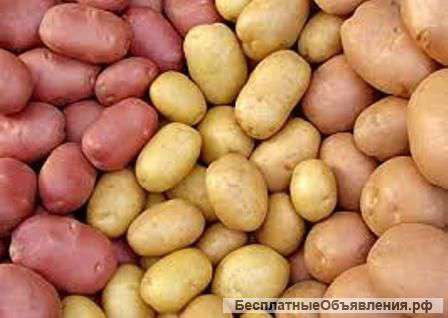 Продажа картофеля оптом и в розницу