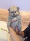 Померанские шпицы из Белоруссии