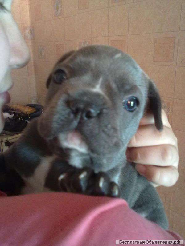 Французский бульдог