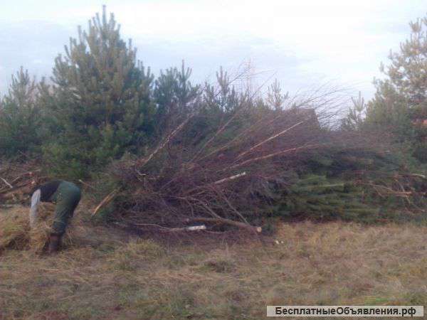 Уборка и Расчистка земельного участка в Сочи