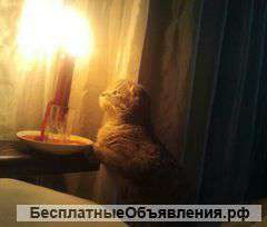 Гадаю